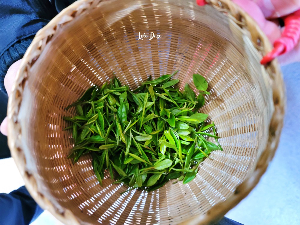 體驗真實杭州一定要做的六件事：採龍井茶、城市燈光秀、杭邦菜、西湖喝茶