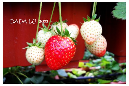 【遊】‧【簡單小行程】內湖採草莓囉!! @LULUDASU 繽紛真實